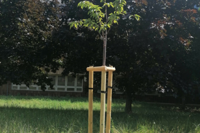 Strom absolventov 2021