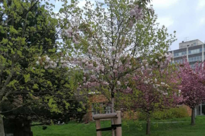 Strom absolventov 2020